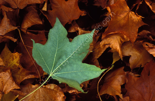 Fallen Leaf